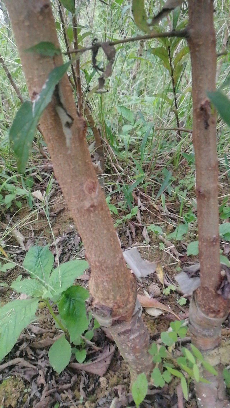 蜂糖李苗热销中，蜂糖李原产地贵州安顺镇宁县，两年苗五万株