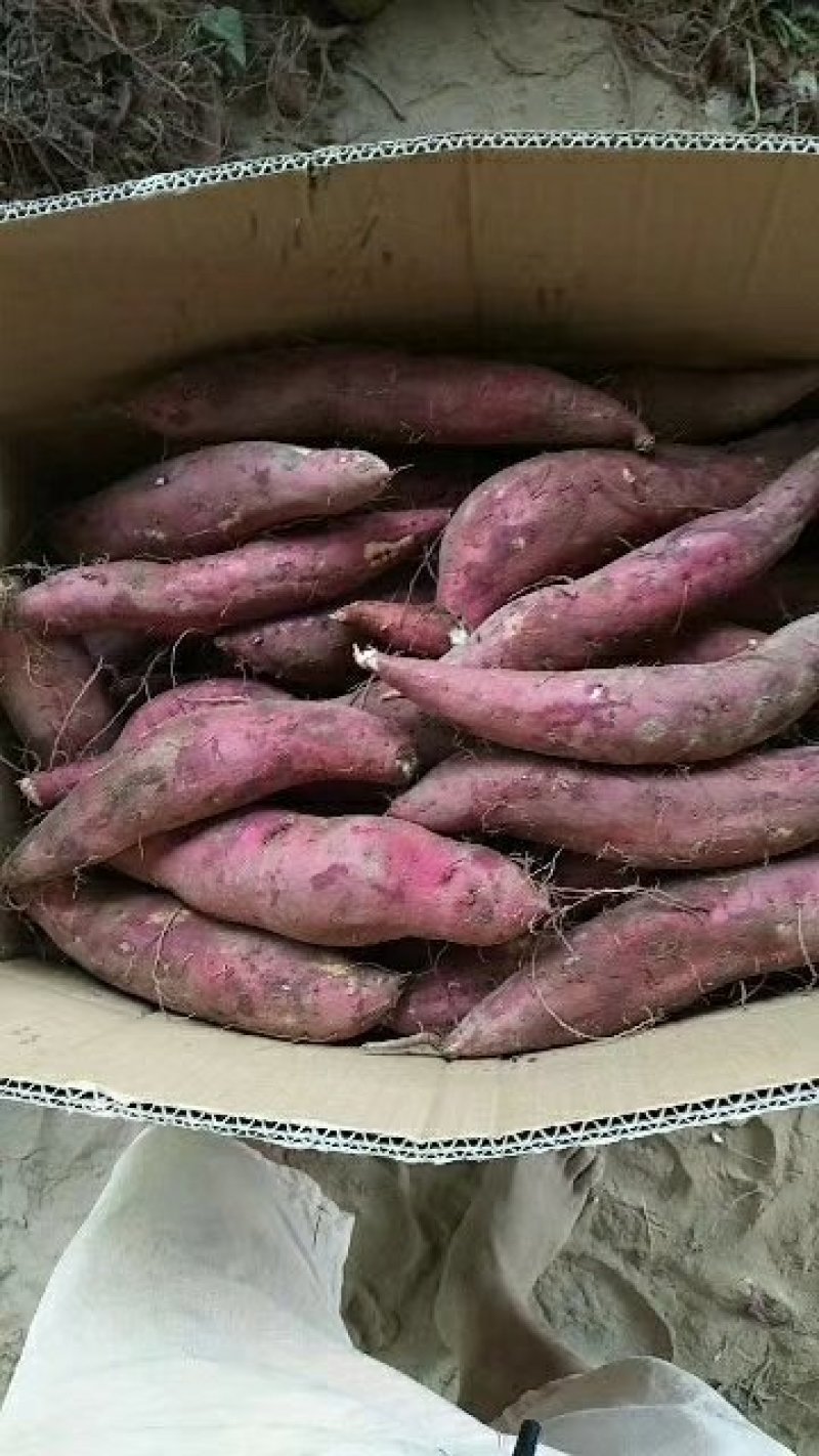 大量供应黄沙土地红薯品种有，西瓜红、商薯19、龙九、紫薯