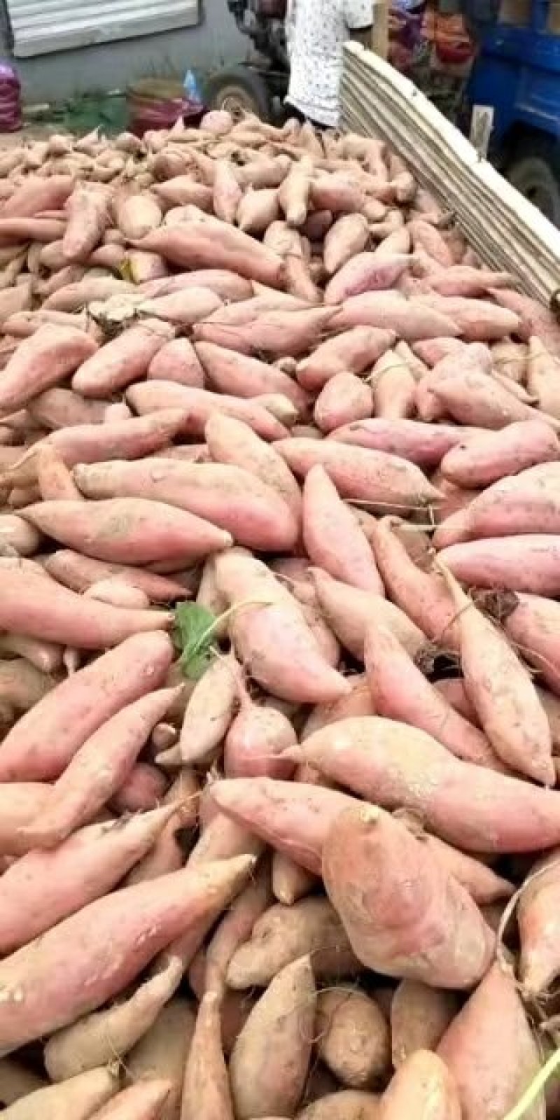 大量供应黄沙土地红薯品种有，西瓜红、商薯19、龙九、紫薯