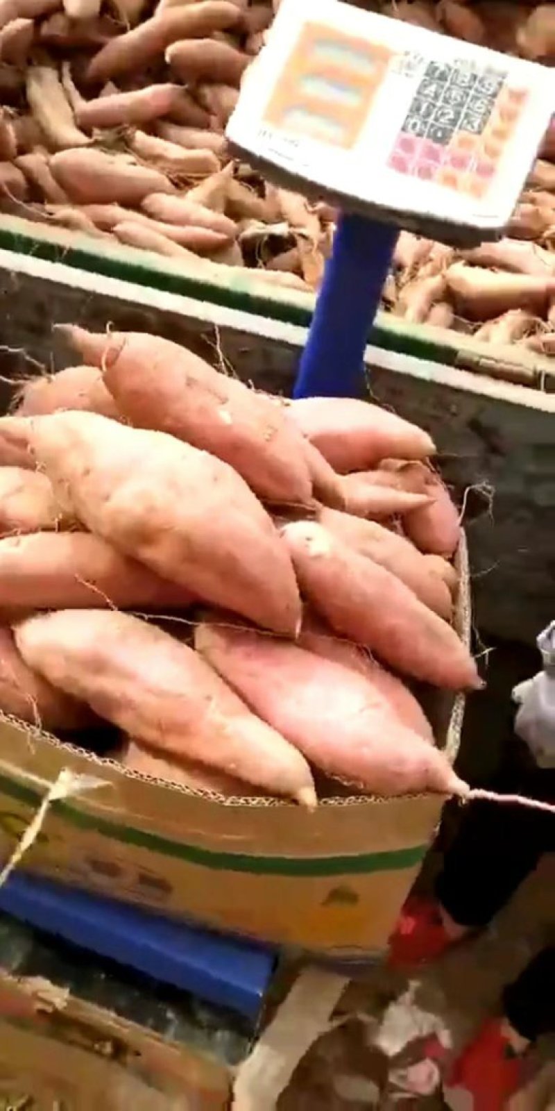 大量供应黄沙土地红薯品种有，西瓜红、商薯19、龙九、紫薯