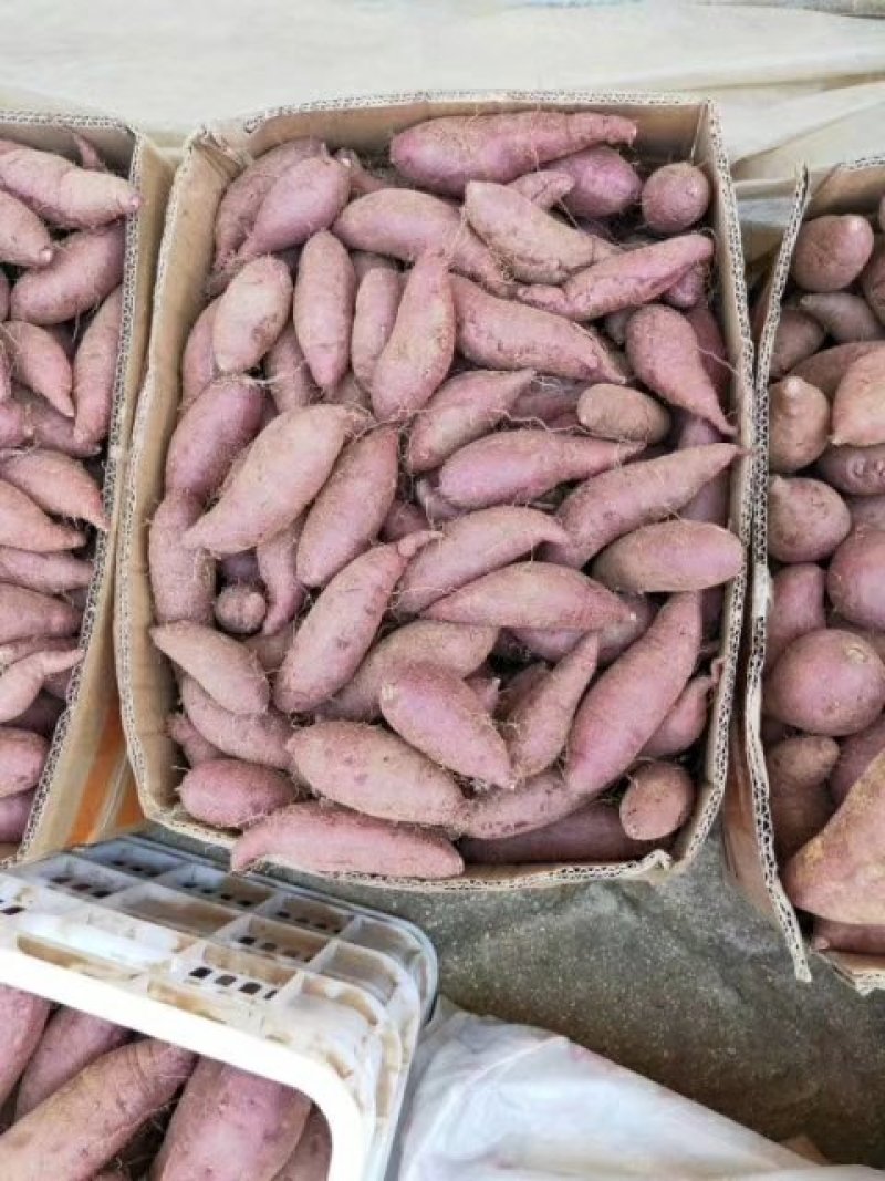 大量供应黄沙土地红薯品种有，西瓜红、商薯19、龙九、紫薯