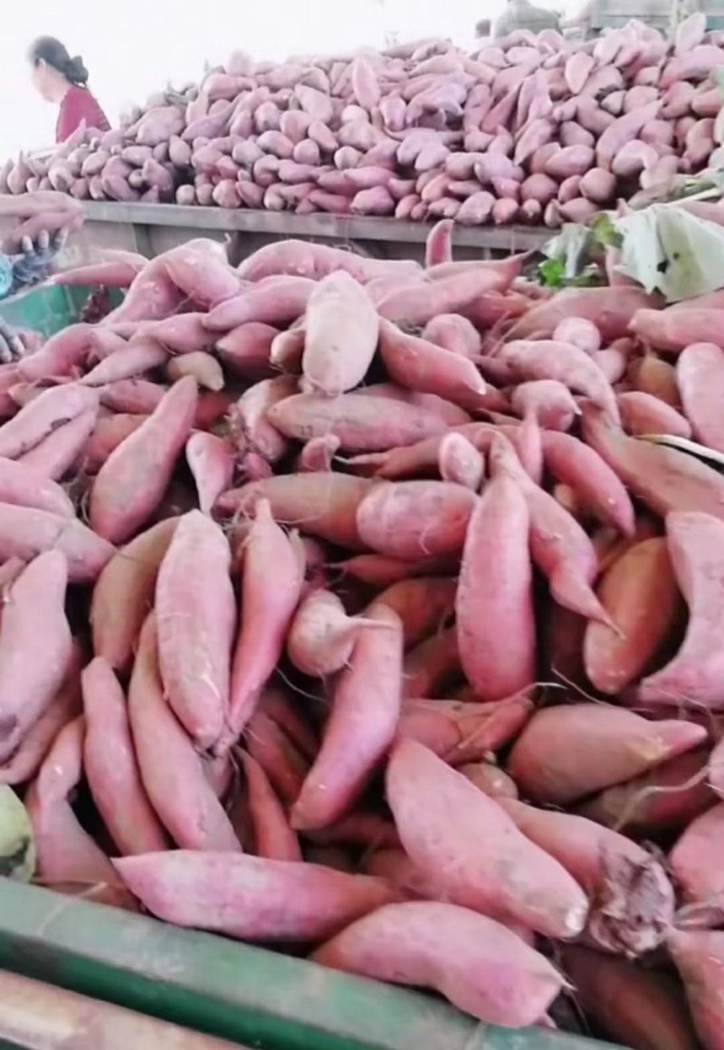 大量供应黄沙土地红薯品种有，西瓜红、商薯19、龙九、紫薯