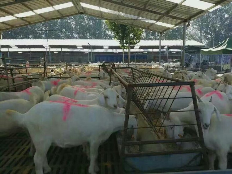 波尔山羊包成活率养殖技术，免费送货，货到付款