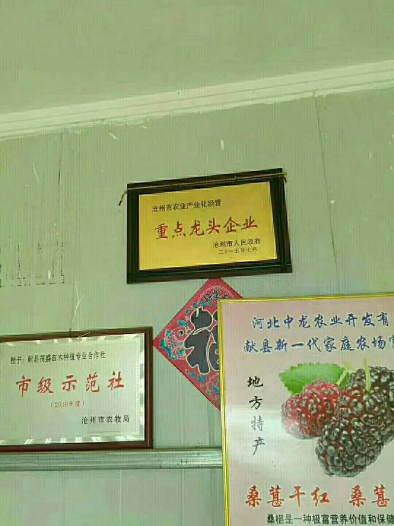 【热销】无沙桑椹干，药食两用质优价廉产地直销可对接各