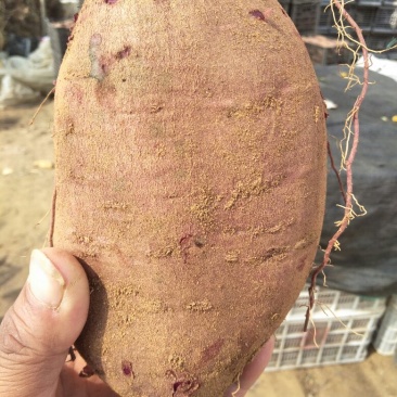 沙土地紫薯量大