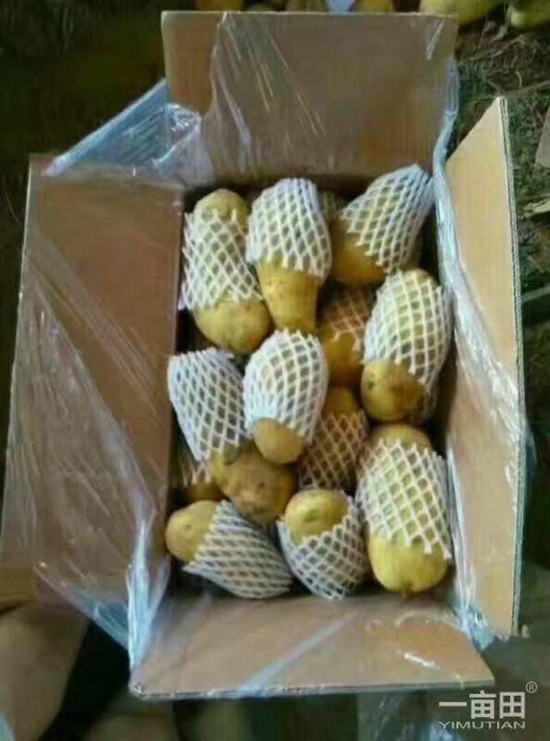荷兰十五土豆平度万家优质土豆精品货源常年批发