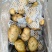 荷兰十五土豆平度万家优质土豆精品货源常年批发