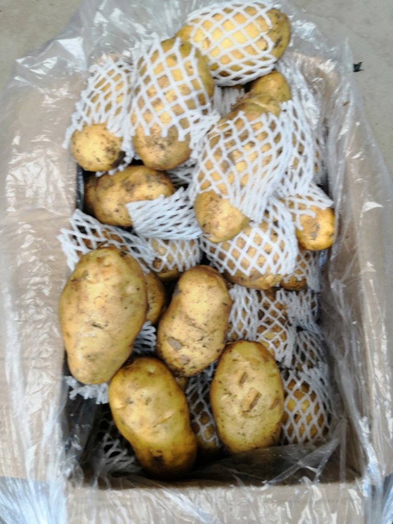 荷兰十五土豆平度万家优质土豆精品货源常年批发
