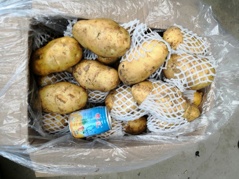 荷兰十五土豆平度万家优质土豆精品货源常年批发