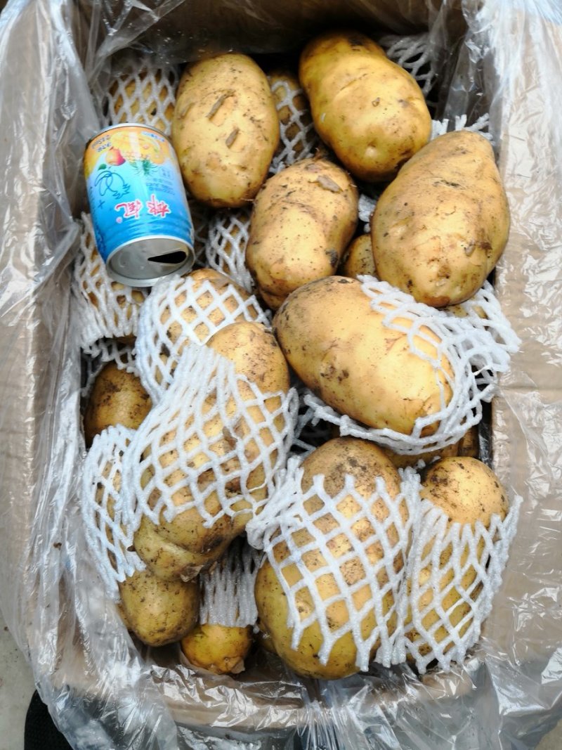 荷兰十五土豆平度万家优质土豆精品货源常年批发
