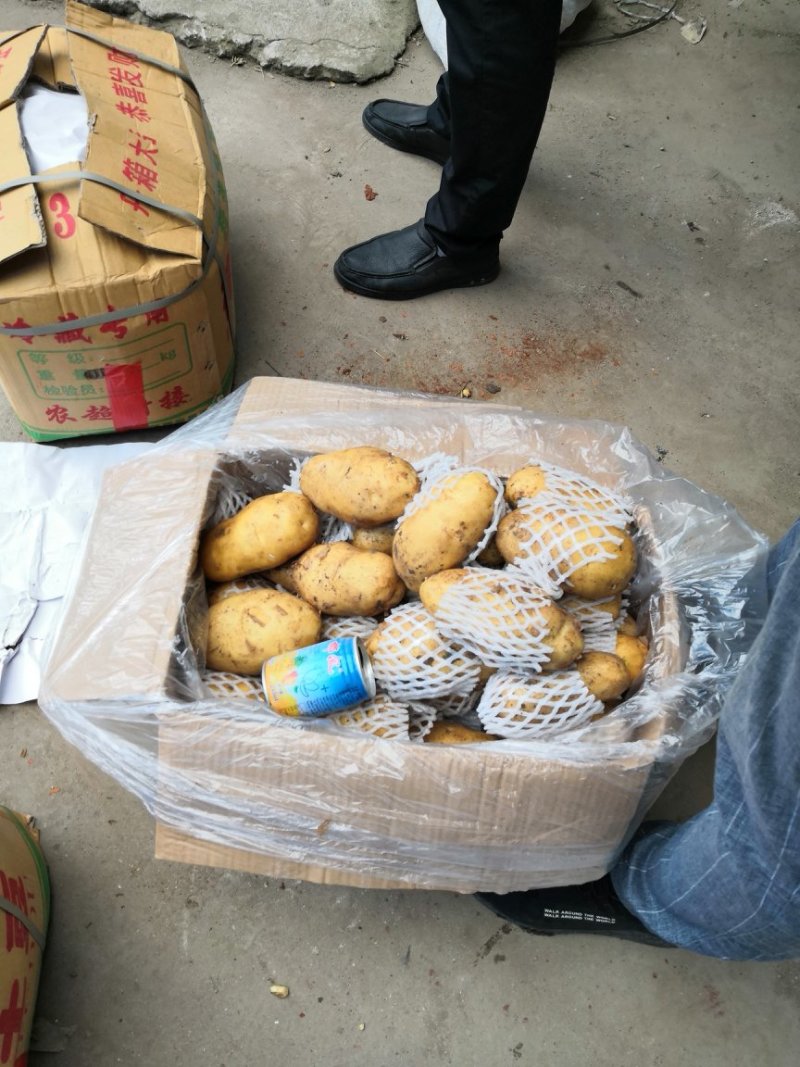 荷兰十五土豆平度万家优质土豆精品货源常年批发