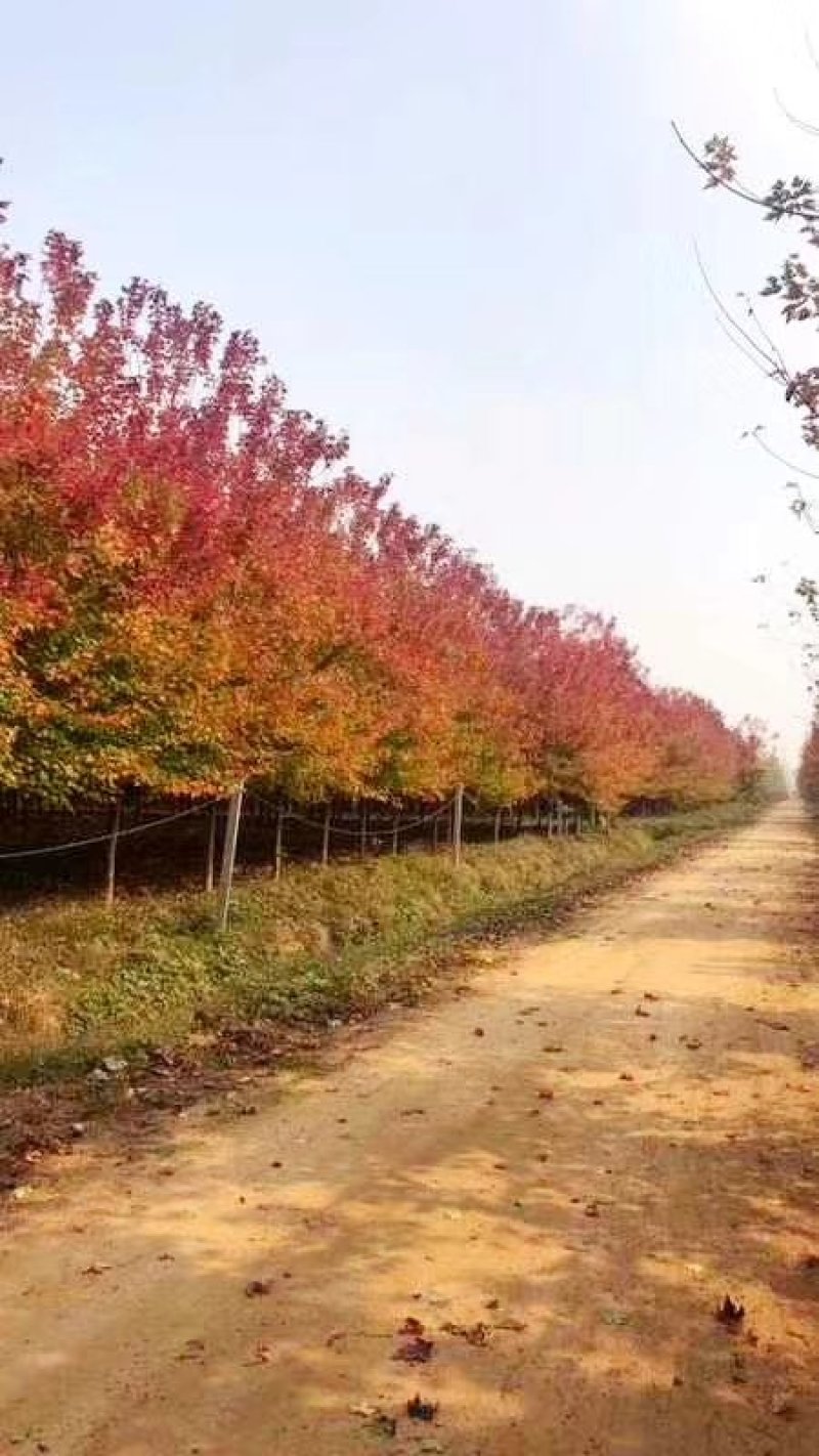10公分-30美国红枫苗圃甩卖客户自选苗场当日挖苗装车