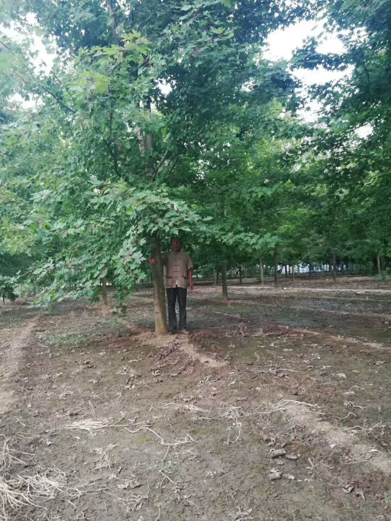 10公分-30美国红枫苗圃甩卖客户自选苗场当日挖苗装车