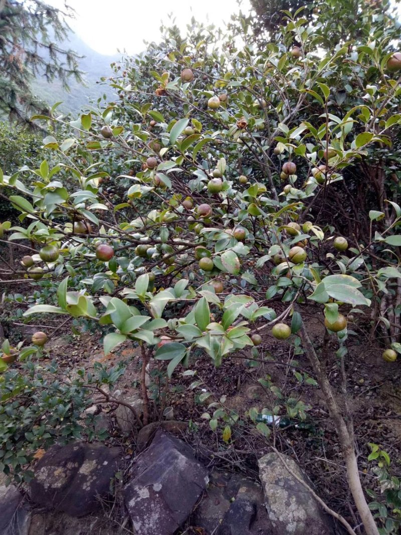 高山野生茶油