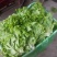 【精品】河北优质散叶生菜，意大利生菜，球生菜，品质优价低