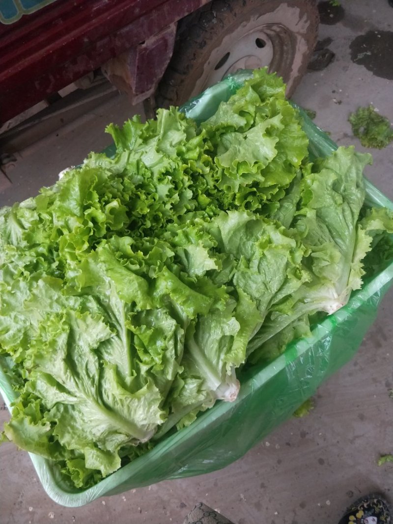 【精品】河北优质散叶生菜，意大利生菜，球生菜，品质优价低