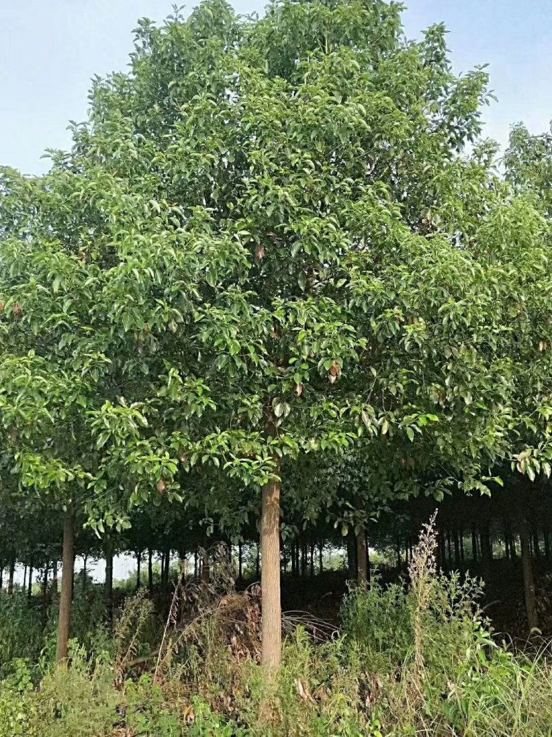 【热卖中】香樟5～12公分树型笔直可视频看货