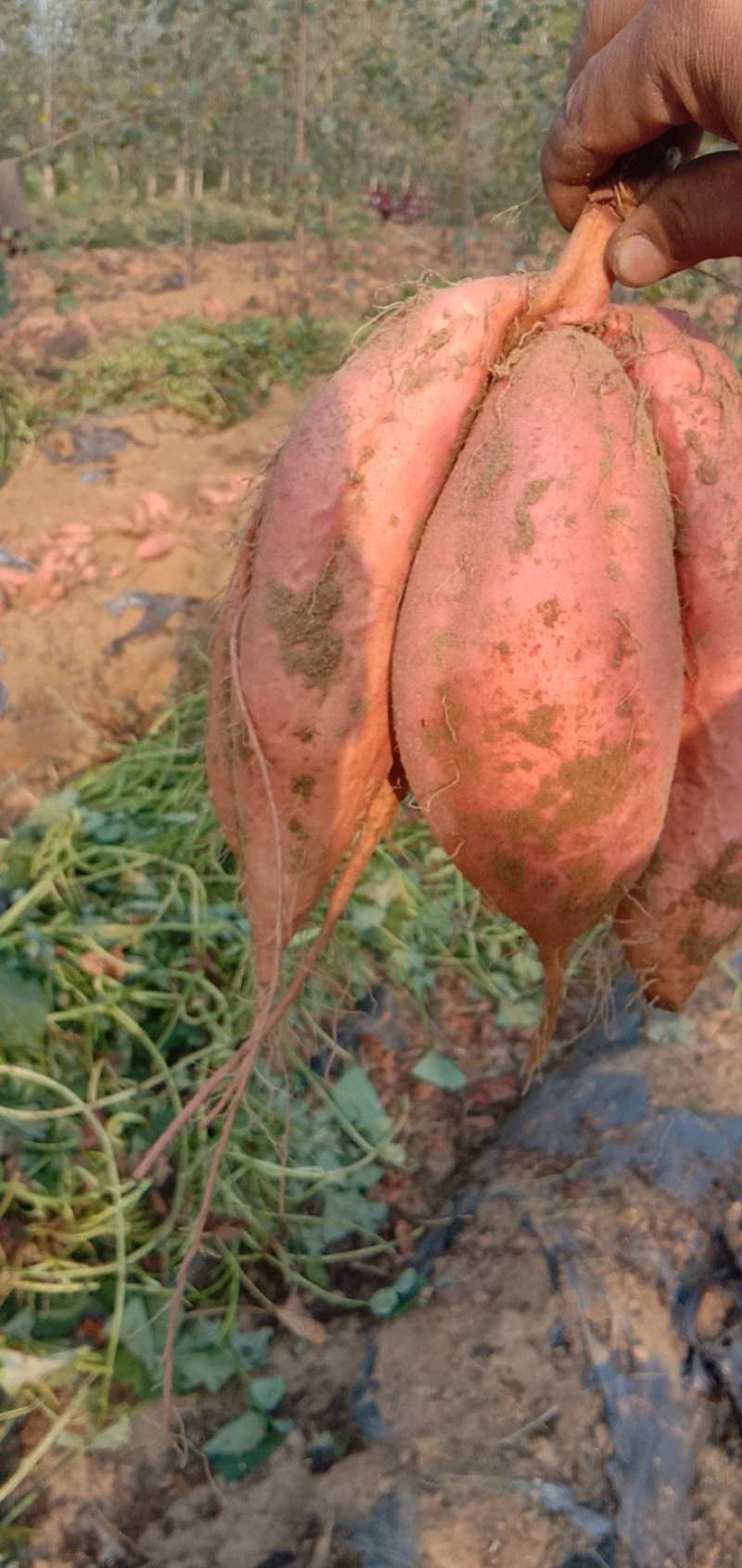 沂蒙蜜薯，烟薯25红心精品手选货大量供应