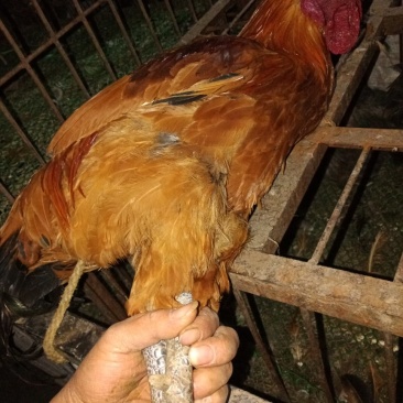 土鸡
