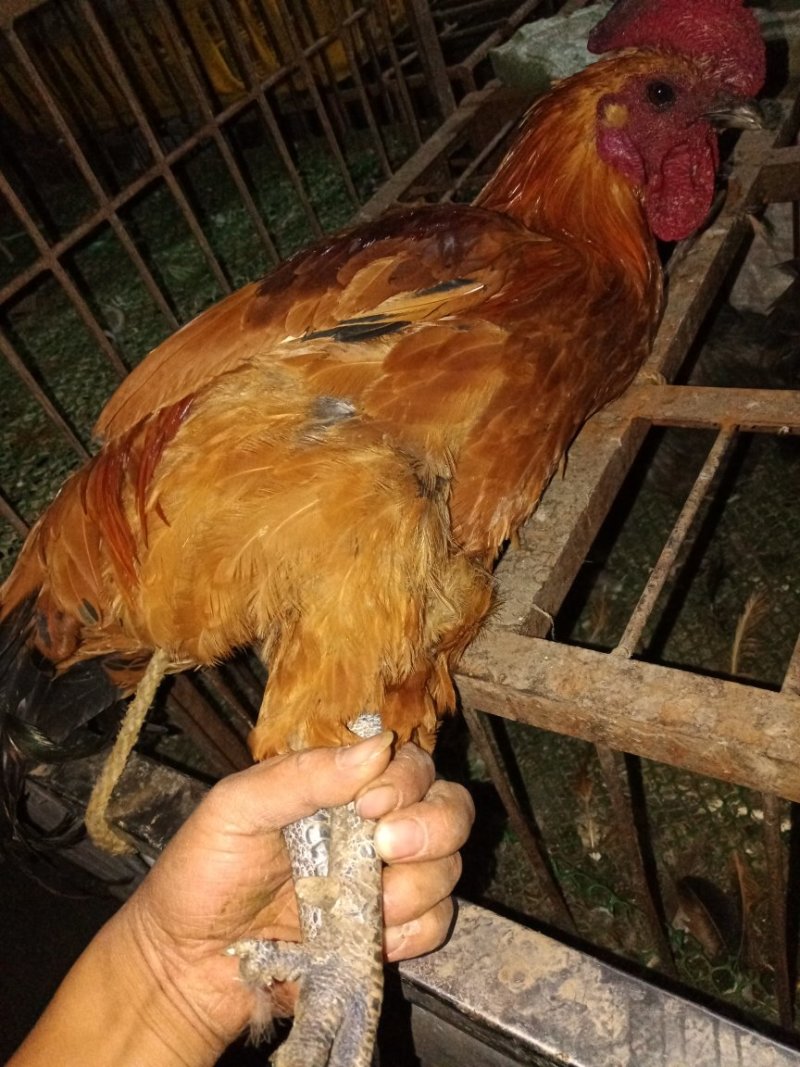 土鸡