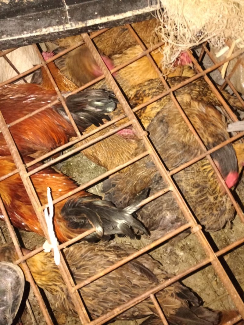土鸡