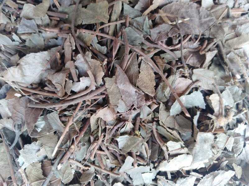 紫金牛矮地茶平地木冷背货好量大不满意可以退换货