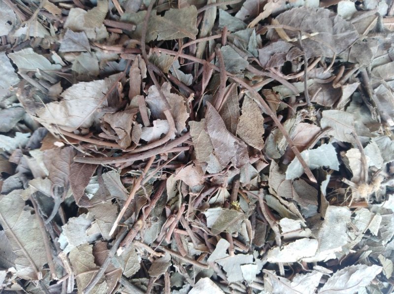 紫金牛矮地茶平地木冷背货好量大不满意可以退换货