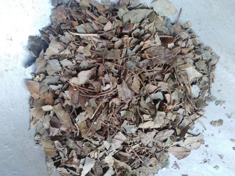 紫金牛矮地茶平地木冷背货好量大不满意可以退换货