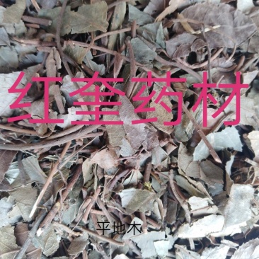 紫金牛矮地茶平地木冷背货好量大不满意可以退换货