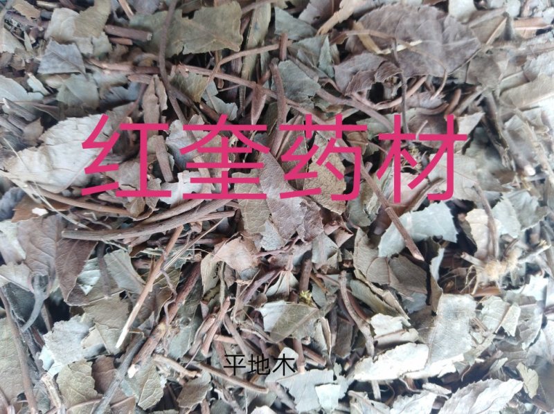 紫金牛矮地茶平地木冷背货好量大不满意可以退换货