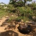 造型松米径13高2.5-3米