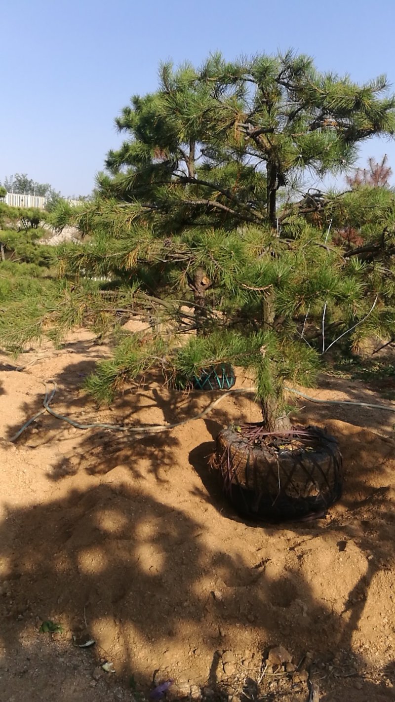 造型松米径13高2.5-3米