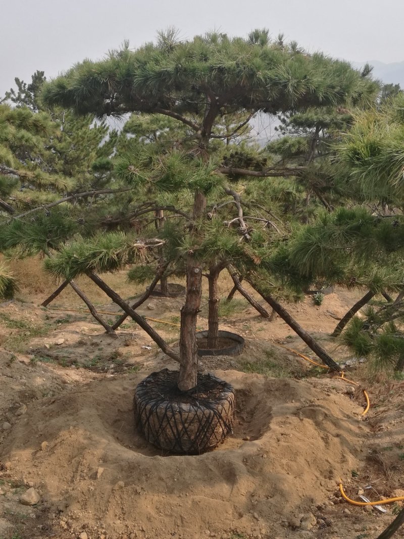 造型松米径13高2.5-3米