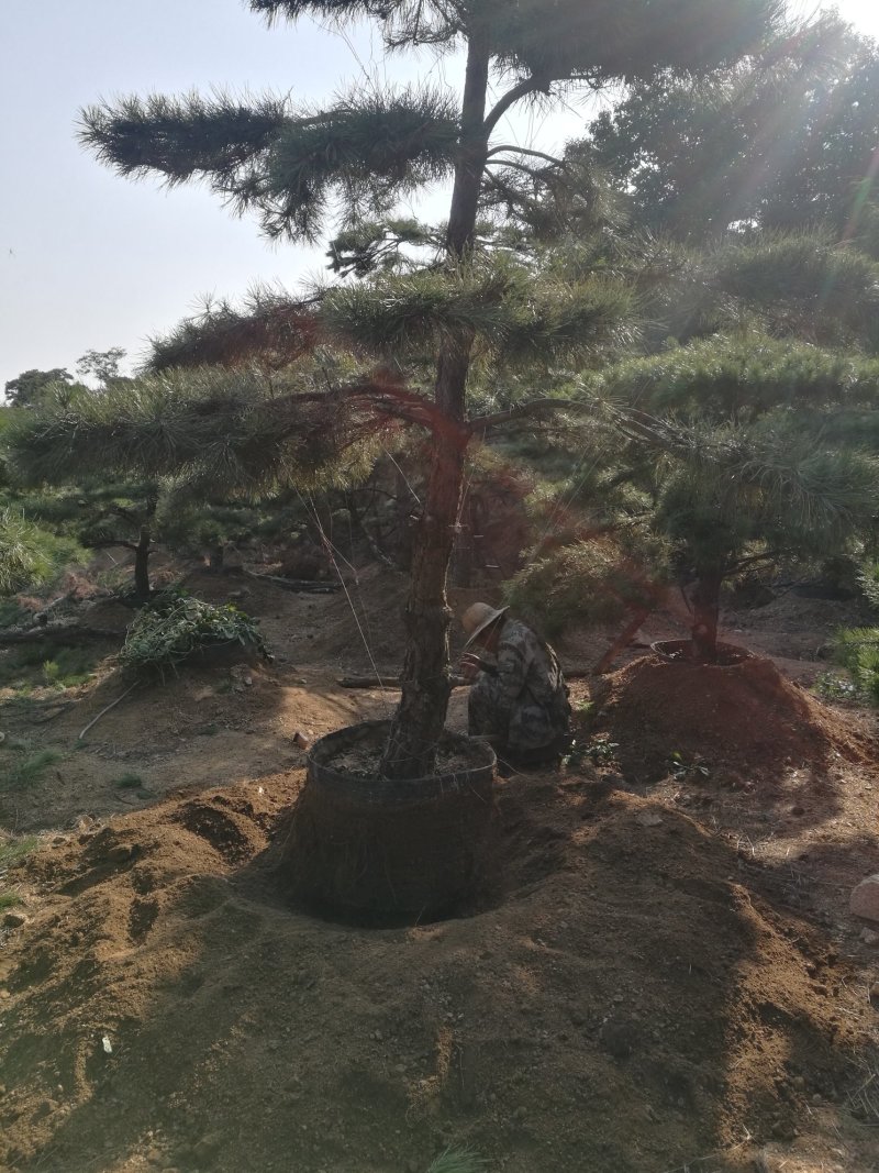 造型松米径13高2.5-3米