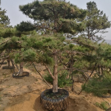 造型松米径13高2.5-3米