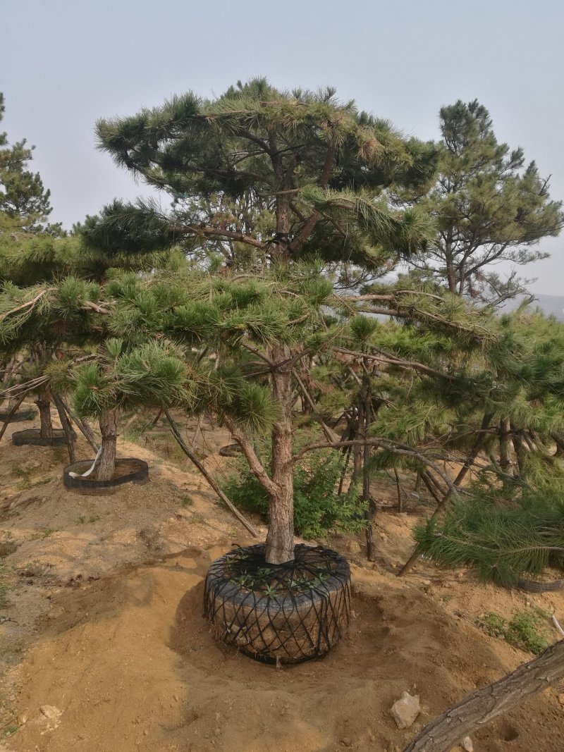 造型松米径13高2.5-3米