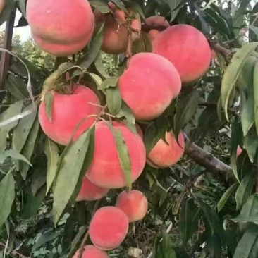 映霜红雪桃