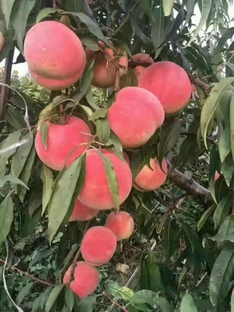 映霜红雪桃