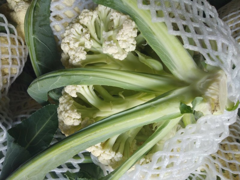 白面青梗，松花菜精品