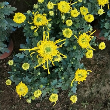盆载秋大菊花