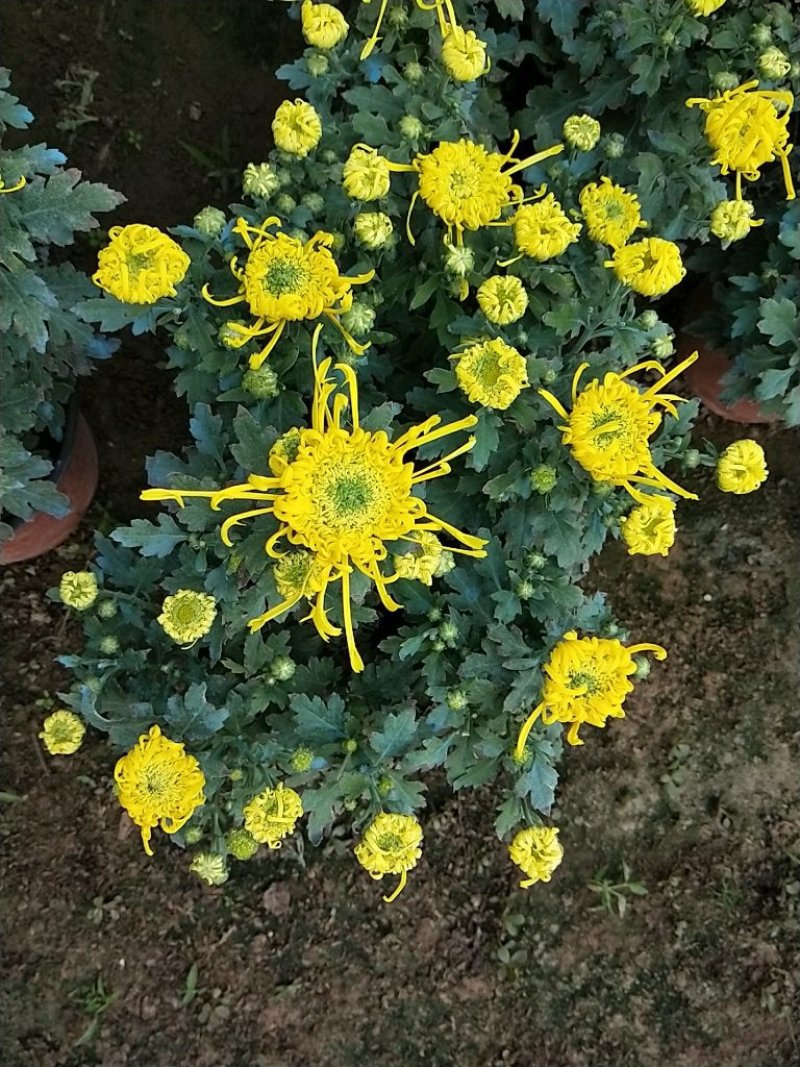 盆载秋大菊花