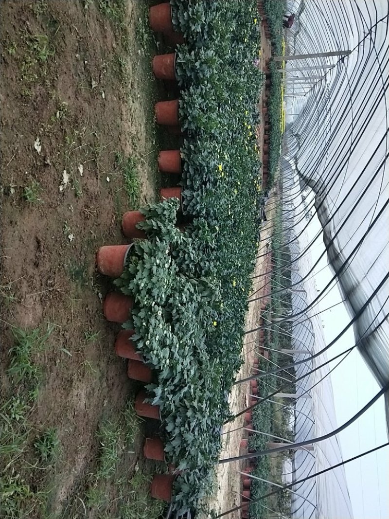 盆载秋大菊花