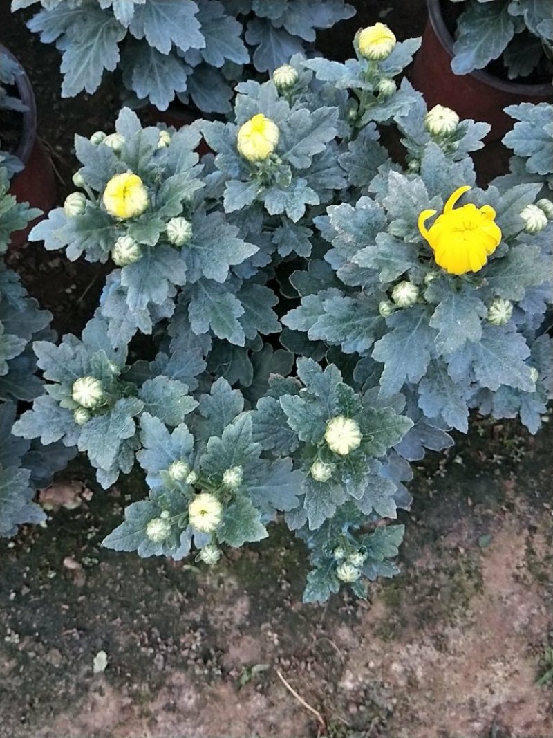 盆载秋大菊花