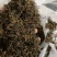 金骏眉高山明前新茶小种清香醇和散装企业礼盒装大量供应