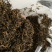 金骏眉高山明前新茶小种清香醇和散装企业礼盒装大量供应
