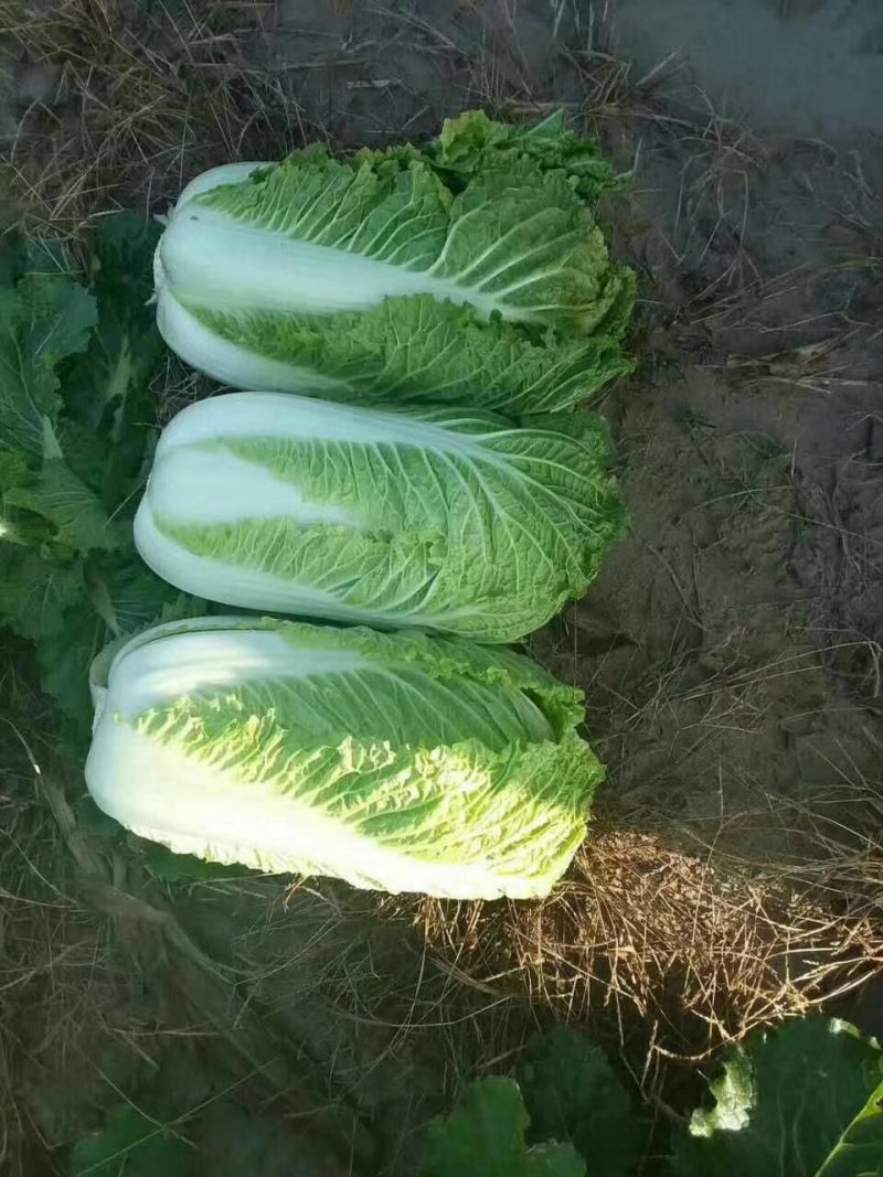 辽宁白菜/杠菜。新民包心白菜