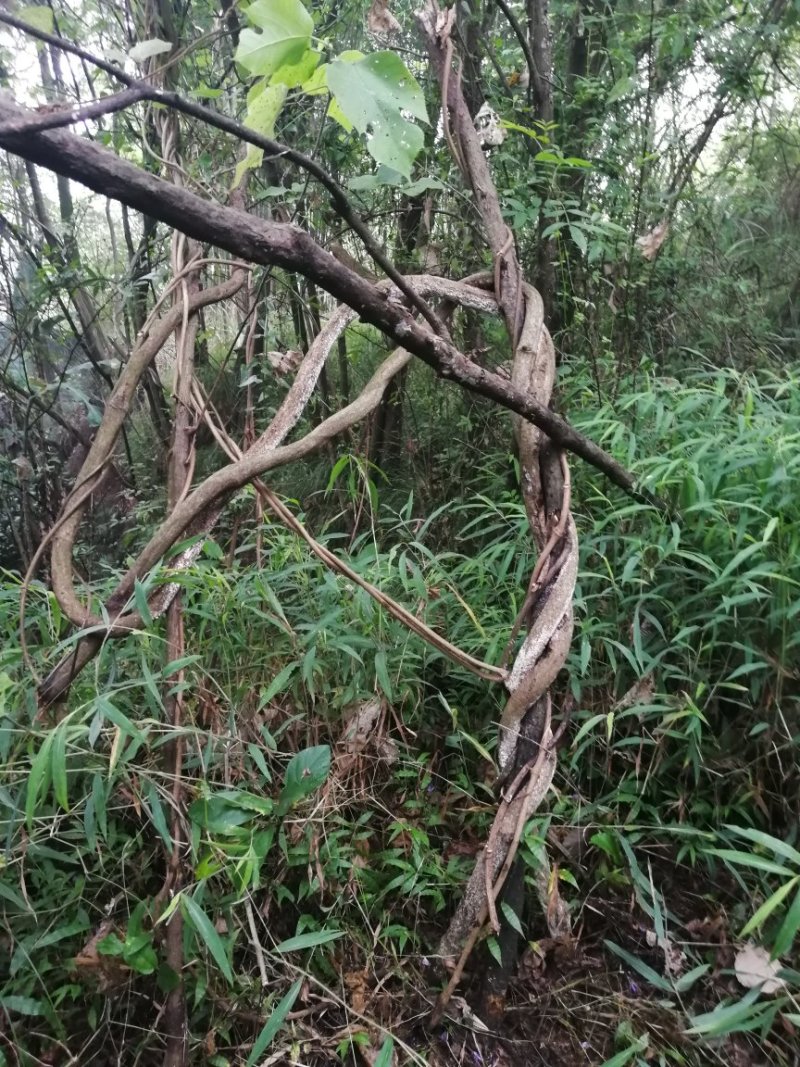 葛根，野生葛根，葛藤