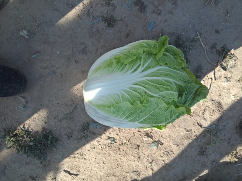 辽宁白菜/杠菜。新民包心白菜