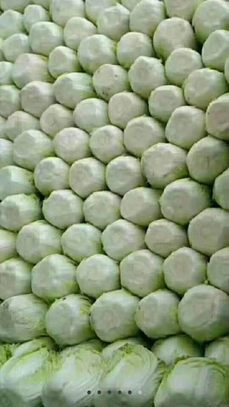 辽宁白菜/杠菜。新民包心白菜