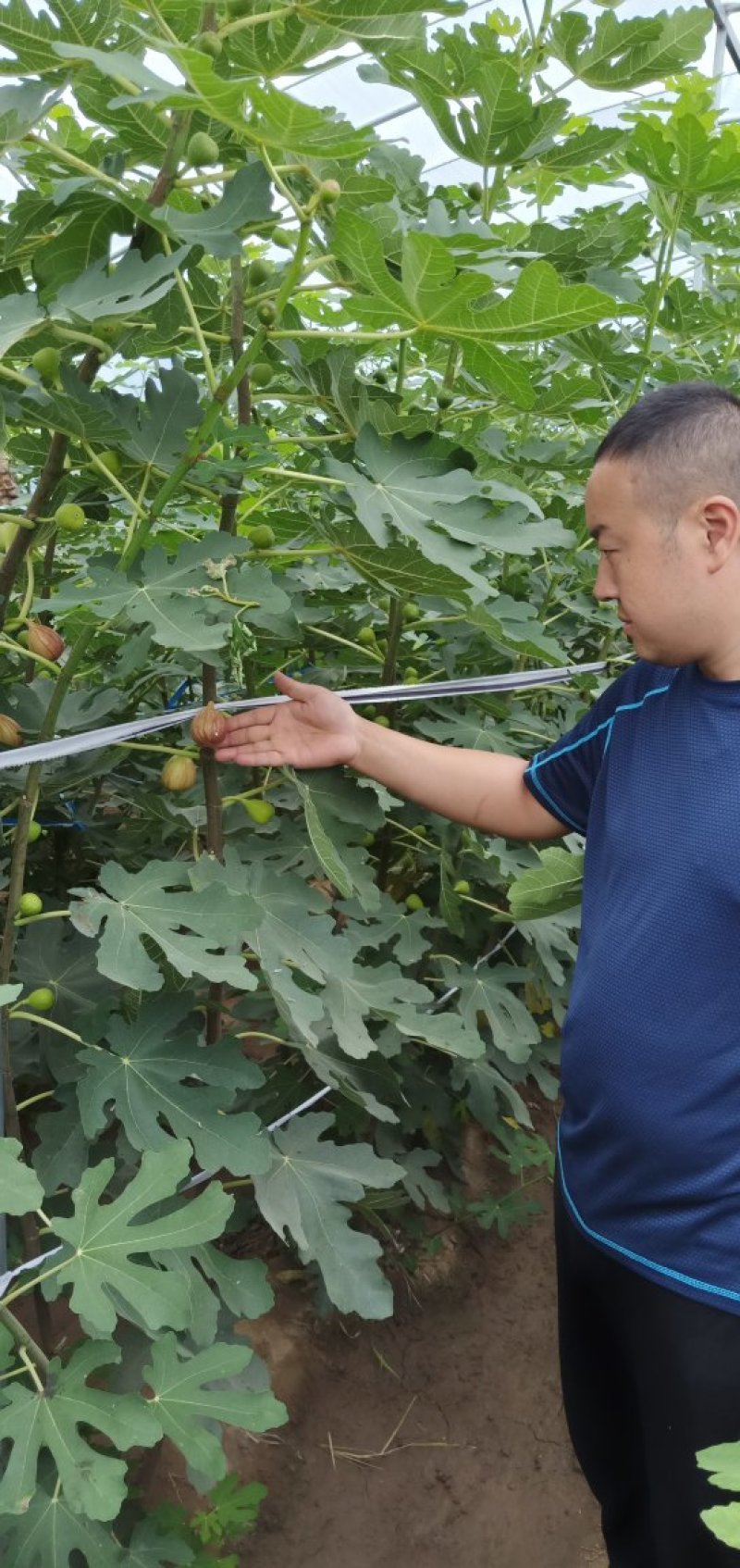 无花果苗久留米波姬红布兰瑞克青皮金傲芬格莱斯芭劳奈